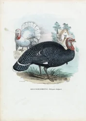Vadpulyka, 1863-79